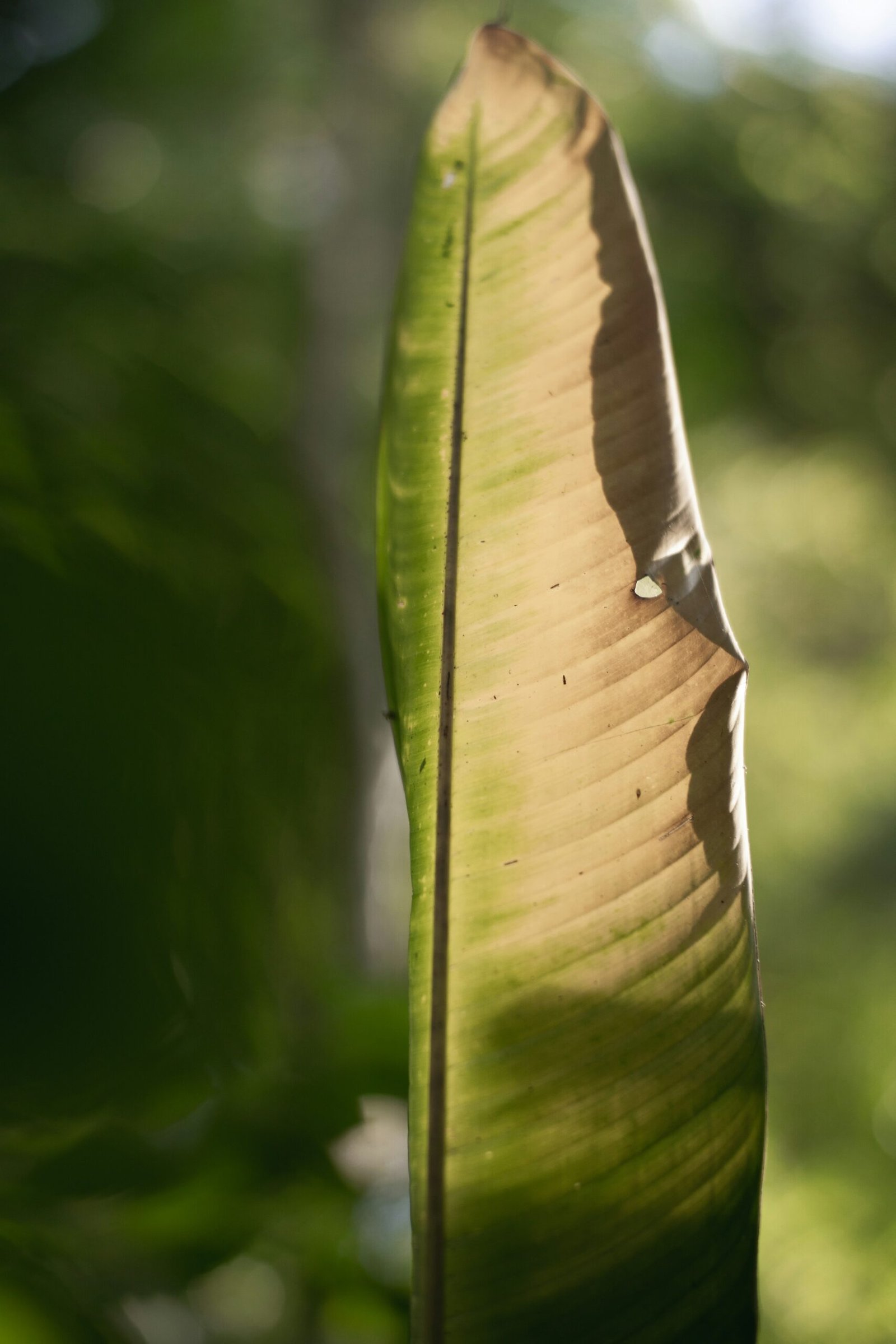 a green leaf with a drop of water on it